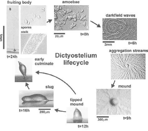 Frequently Asked Questions about Dictyostelium discoideum