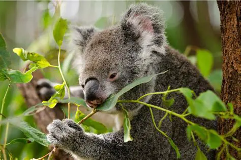 Frequently Asked Questions About Koalas and Their Diet
