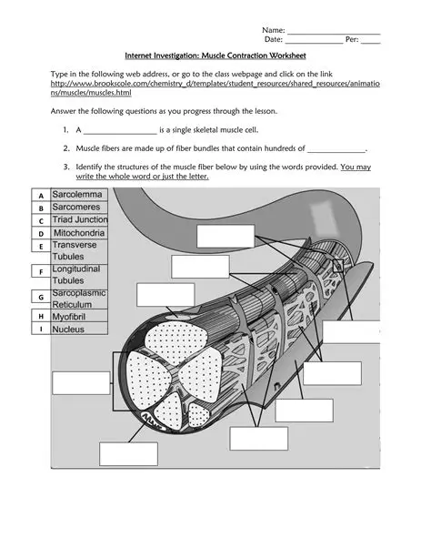 Frequently Asked Questions About Muscle Contraction