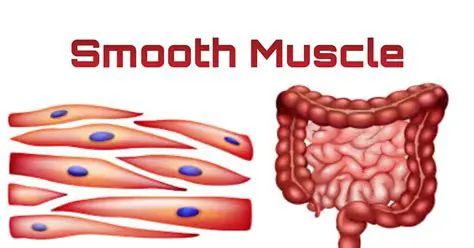 Frequently Asked Questions About Smooth Muscle