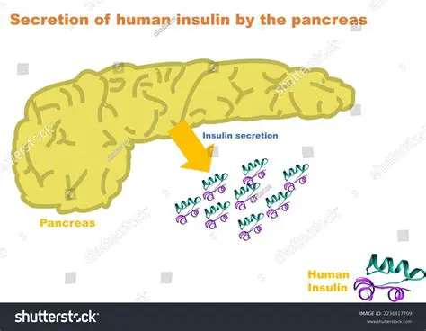 Frequently Asked Questions About the Pancreas and Insulin Secretion