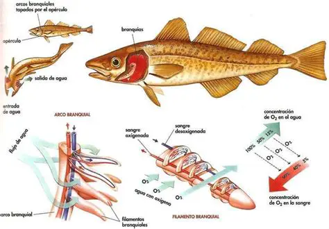 Funcionamiento de las branquias de los peces