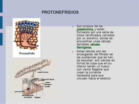 Funcionamiento de los protonefridios