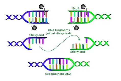 Function of Restriction Enzymes