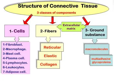 Functions of Connective Tissue
