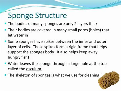 Functions of Spikes in a Sponge