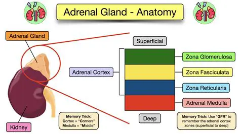 Functions of the Adrenal Glands