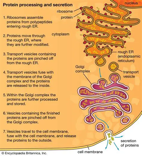Functions of the Endoplasmic Reticulum