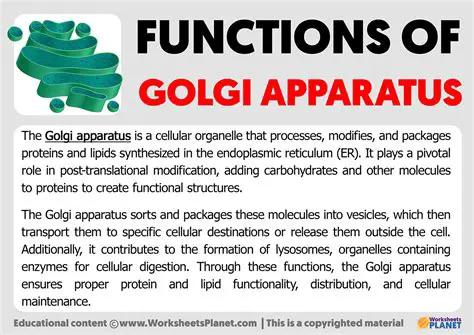 Functions of the Golgi Apparatus