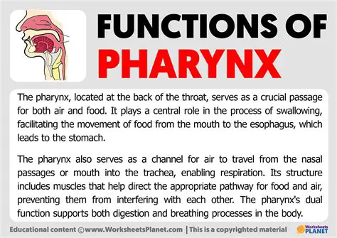 Functions of the Pharynx and Larynx