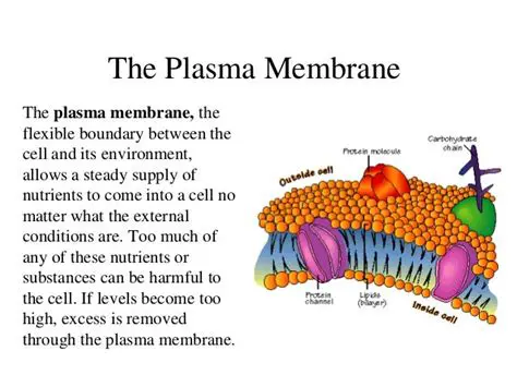 Functions of the Plasma Membrane