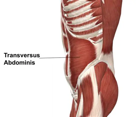 Functions of the Transversus Abdominus