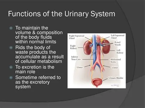 Functions of the Urinary System