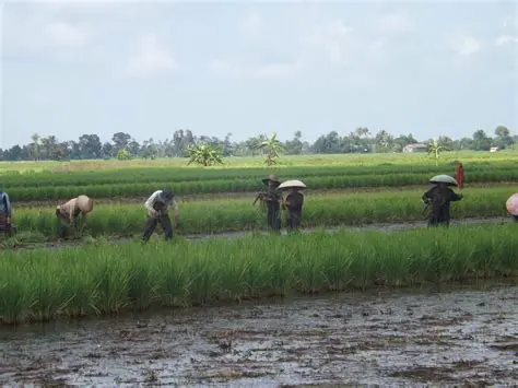 Fungsi Alat Tradisional Pertanian