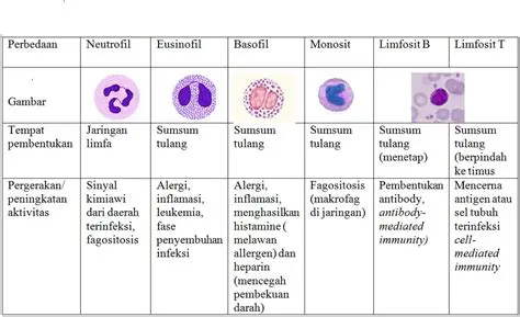 Fungsi Leukosit dalam Sistem Kekebalan Tubuh