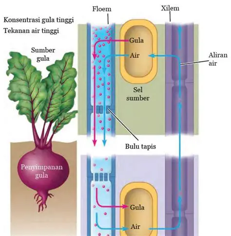 Fungsi Pengangkutan Nutrisi