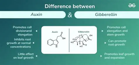 Further Examining the Role of Auxin and Gibberellin