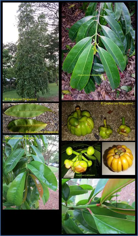 Garcinia Atroviridis Griff