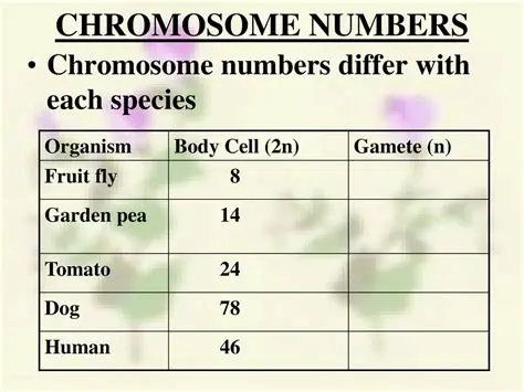 Garden Pea Chromosome Number