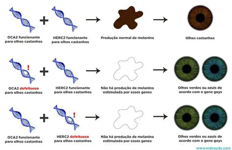 Genes para a forma dos olhos