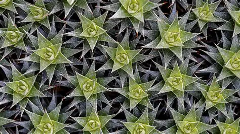 Geometric Shapes in Nature
