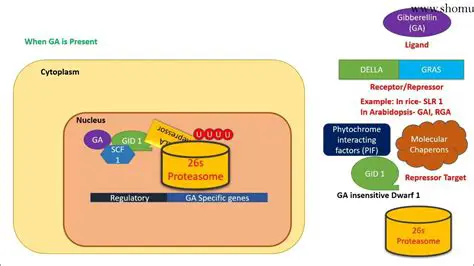 Gibberellin signaling pathway