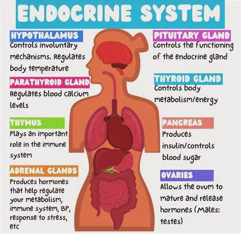 Glands and Their Functions