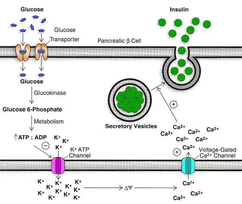 Glucose Uptake in Bacterial Cells
