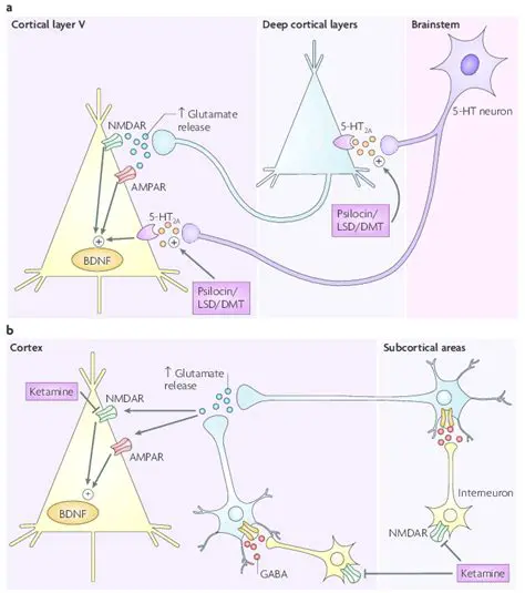 Glutamatergic Interneurons