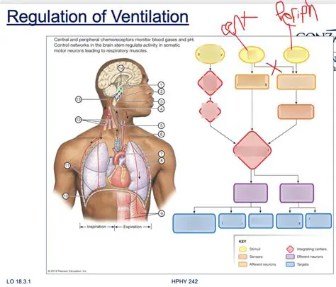 Good ventilation regulation