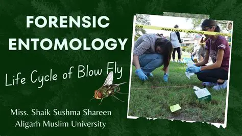 Green flies as a tool in forensic entomology