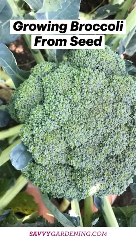 Growing Broccoli from Seeds
