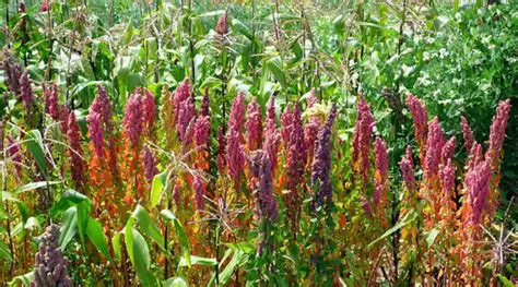 Growing Quinoa in Arid Environments