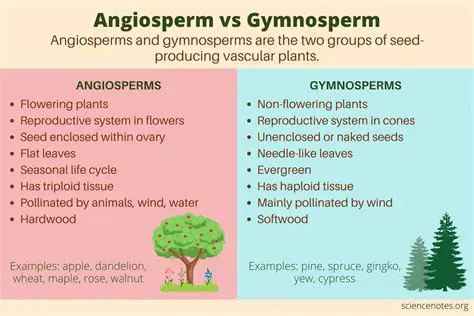 Gymnosperms and Angiosperms