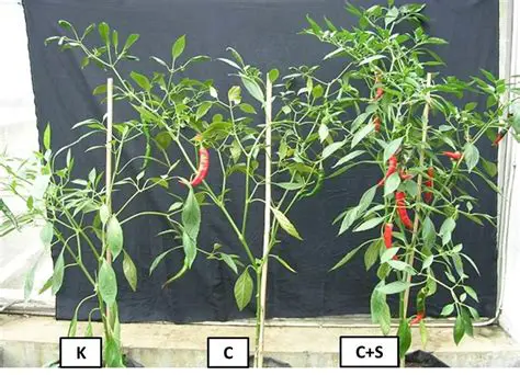 High growth and diameter of chili plant stems