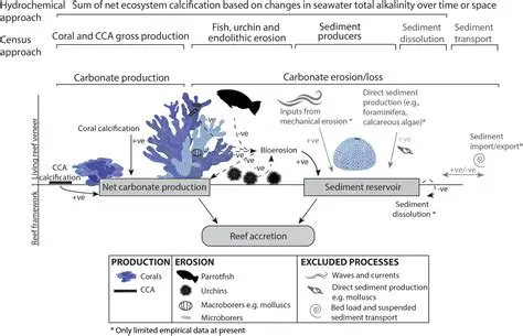 High levels of calcium carbonate production