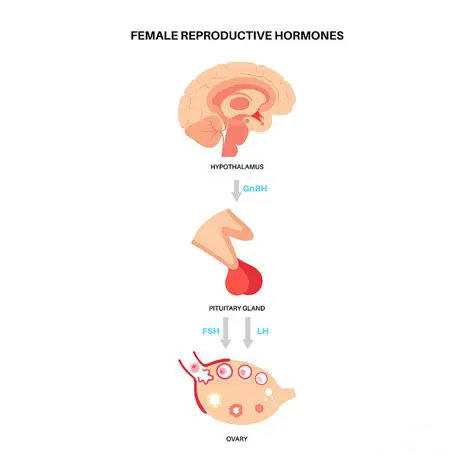 Hormones and the Female Reproductive System