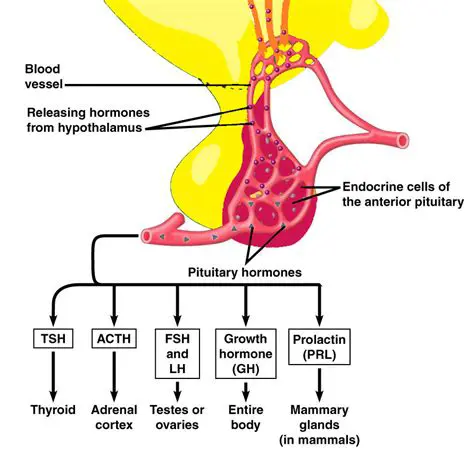 Hormones Produced by the Gonads