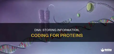 How DNA Stores Genetic Information