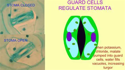 How Guard Cells Regulate Stomata