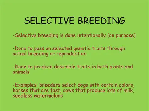 How Selective Breeding Influences the Traits of Offspring