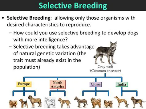 How Selective Breeding Works