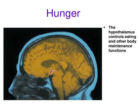 How the Hypothalamus Regulates Hunger
