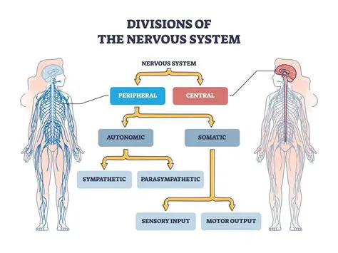 How the Nervous System Controls the Muscular System