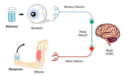How the Nervous System Responds to Visual Stimuli