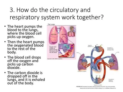 How the Respiratory and Circulatory Systems Work Together