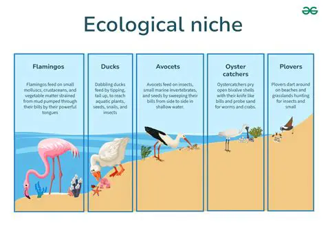 Human Impact on Ecological Niche and Species Richness