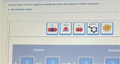 Identify the inputs and outputs