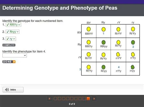 Identifying the Genotype for Each Numbered Item