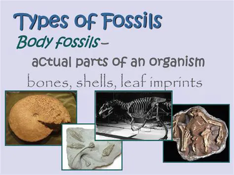 Importance of Body Fossils